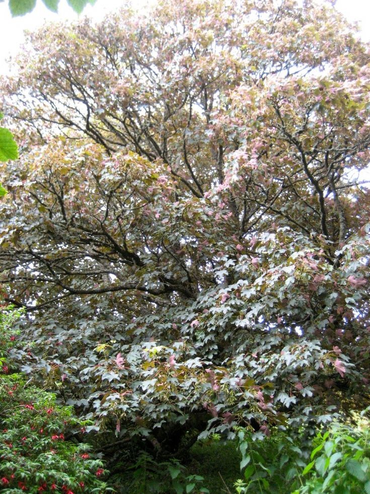 Acer pseudoplatanus - Sycamore