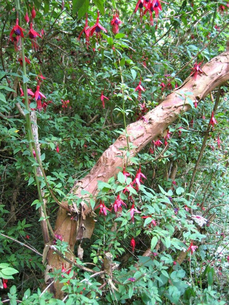 Fuchsia magellanica at Woodwick