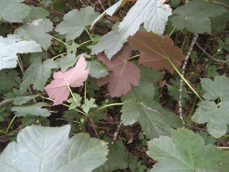 Sycamore leaves