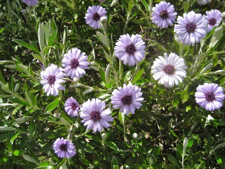 Olearia semidentata