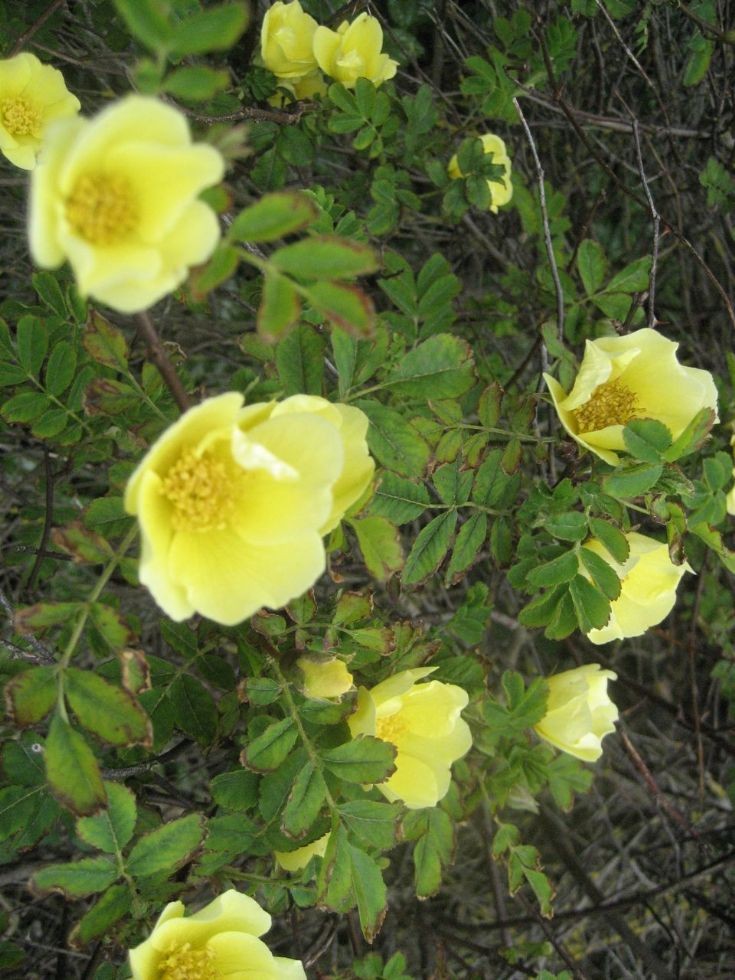 Rosa 'Canary Bird'