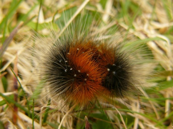 A little hairy caterpillar