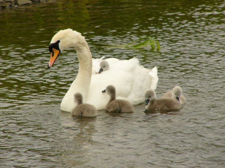 Proud mother with brood