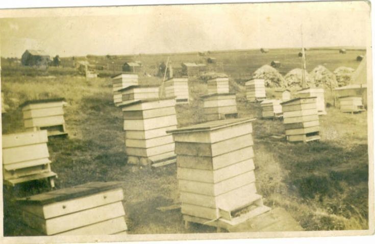 Heathfield hives