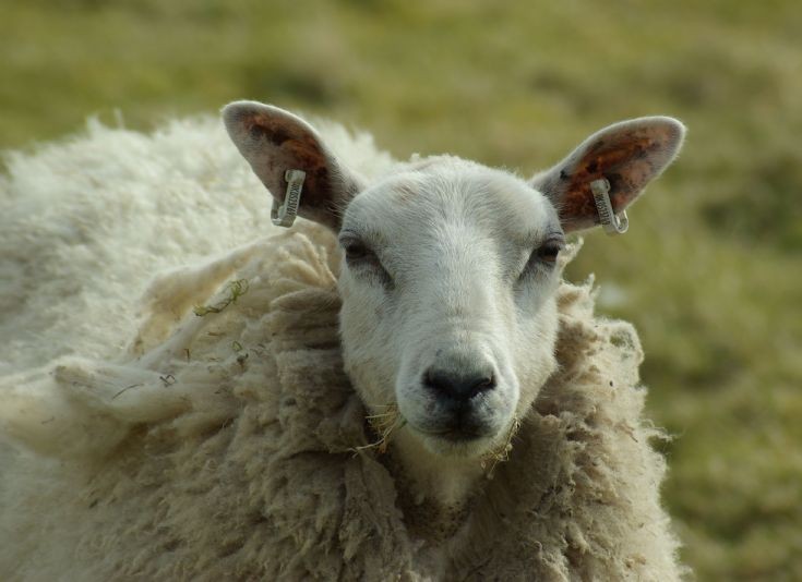 Sheep in Burray 3/3