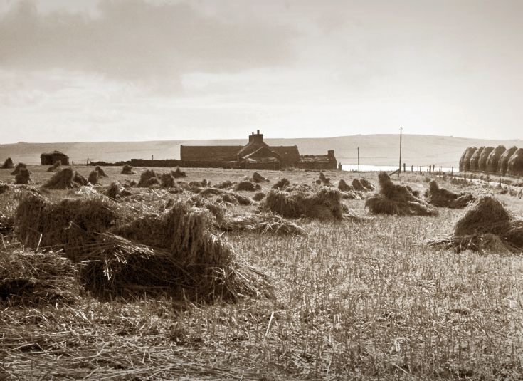 Harvest time in Birsay, Upper Grindally