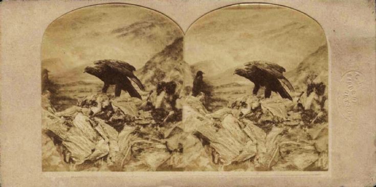 Hubbard stereoscopic view of an eagle