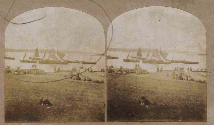 Stereo photograph of Fishing Fleet