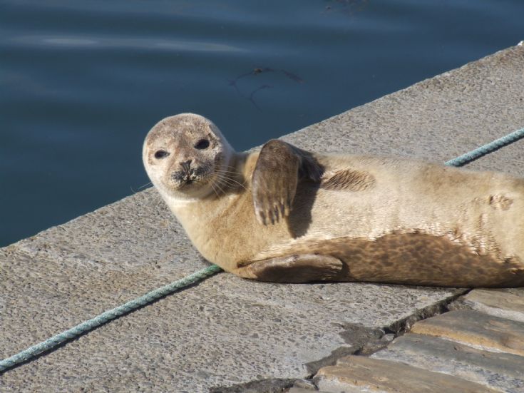 Seal in Kirkwall