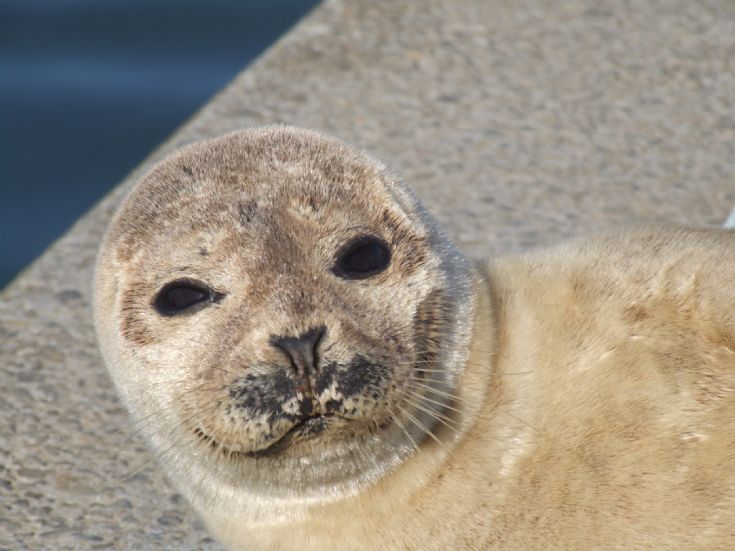 Seal at Kirkwall