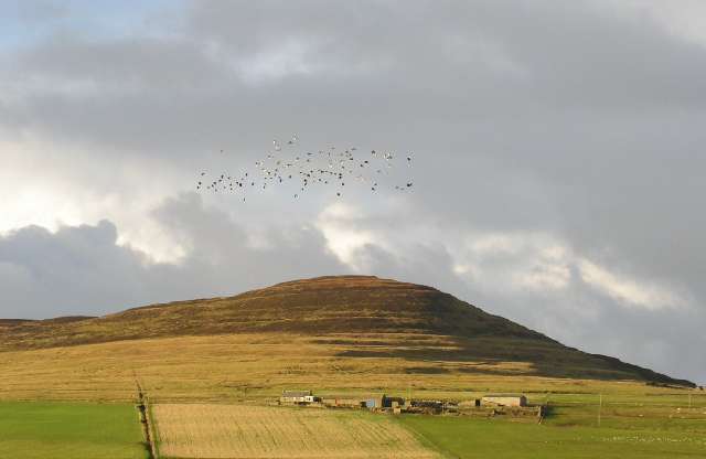 Lapwings over Rousay