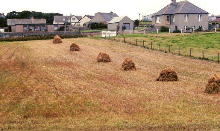 Harvest Scene in Kirkwall