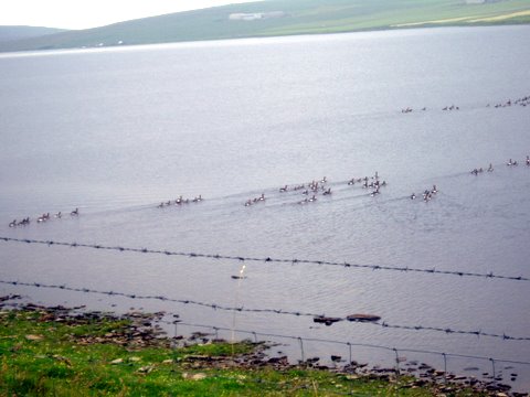 Goslings on Swannay