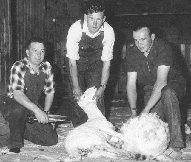 1964-1966, sheep shearing competition at mart