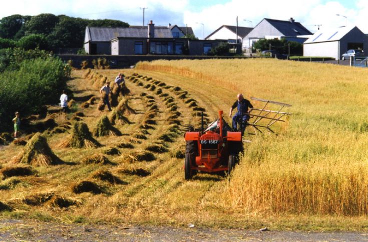 Cutting the oats at Ayran