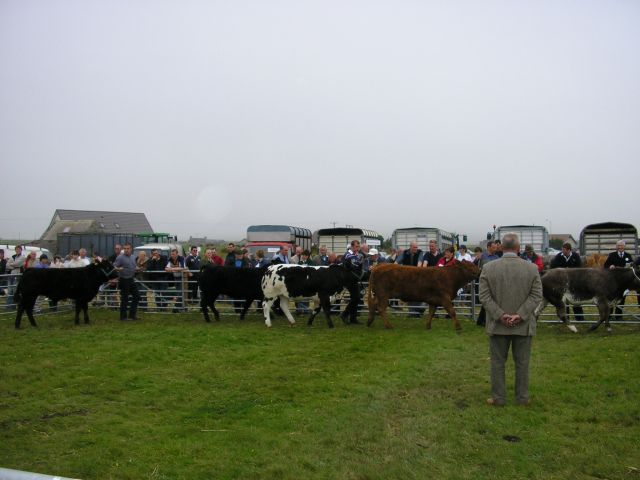 Cattle judging at the 2004 Dounby Show