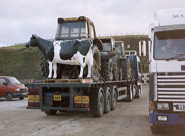 Exporting livestock from the Islands.