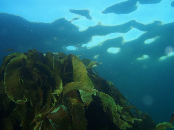 Kelp at barrier 2