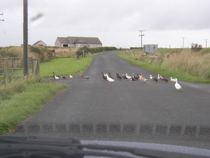 Traffic hold up in Shapinsay 2006