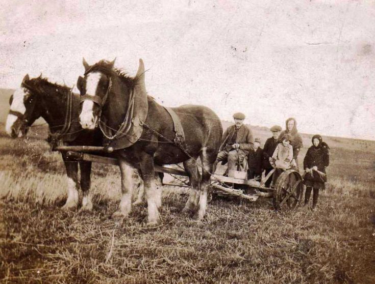 Harvest in Egilsay