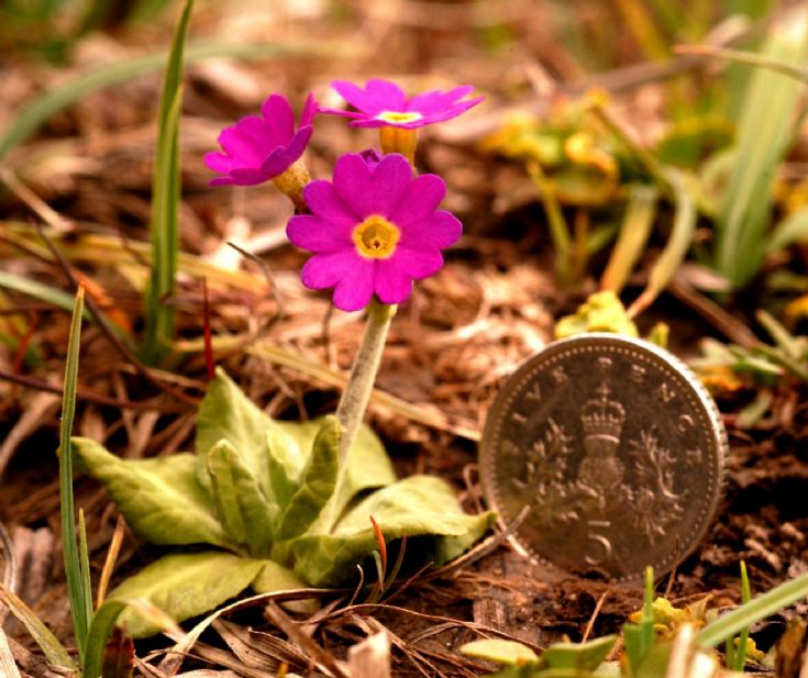 Primula Scotica - Rousay version!