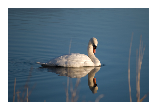 Swan On Harray Loch