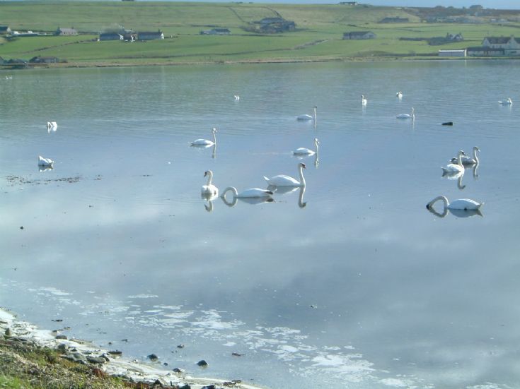 Swans, 2007