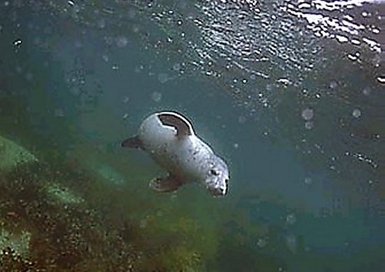 Grey Seal at the Barrel of Butter, Scapa Flow II