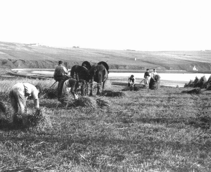 Harvest Day at Scapa