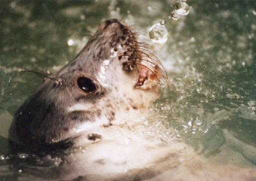 Bubbles the Seal