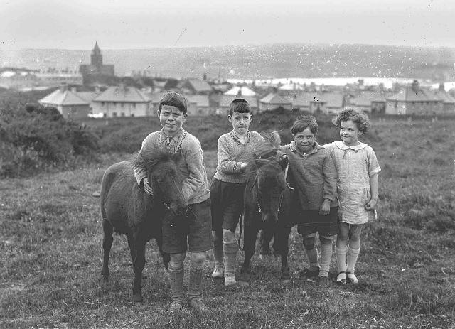 Shetland ponies in Carter's Park, Kirkwall