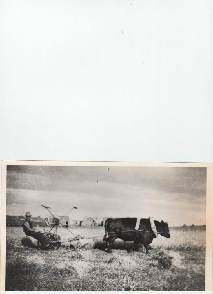 Harvest Time on Swona 1935