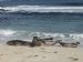 Sunbathing seals on Grobust Beach, Westray