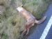 Orkney Fox again